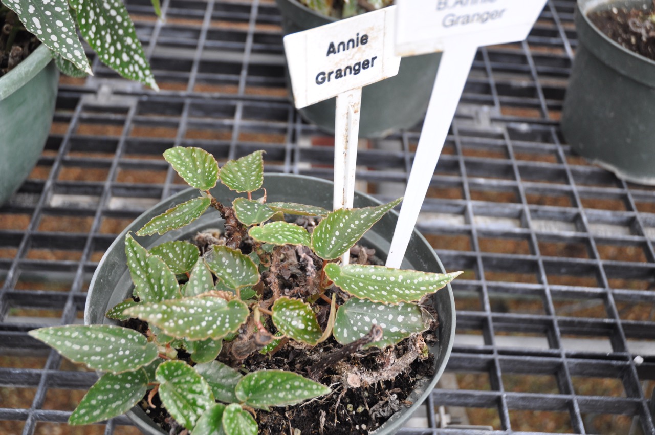 B. ‘Annie Granger’
